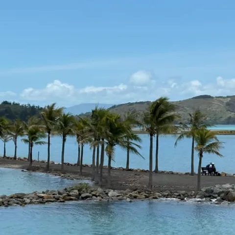 Palms along the shore of a Whitsunday island