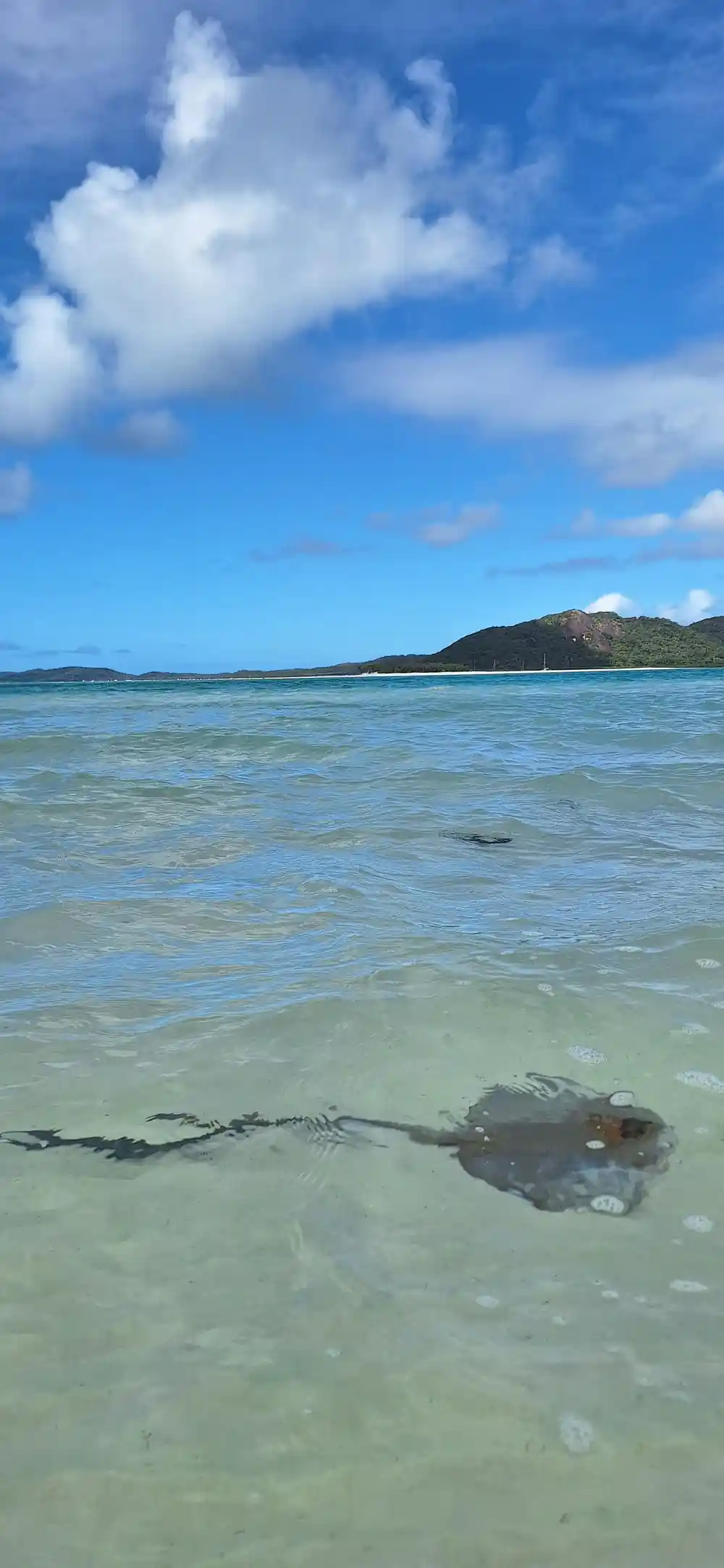 Man in water with stingray in shallow turquoise lagoon