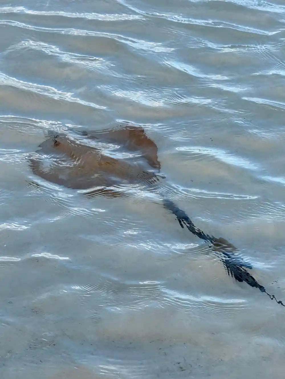 Sea turtle swimming in shallow turquoise water
