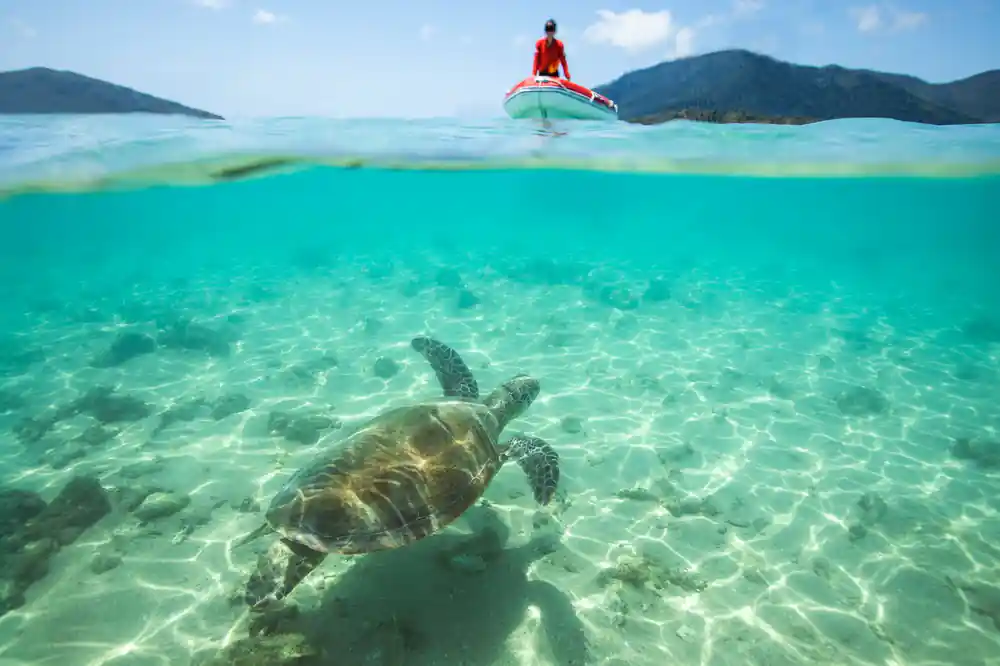 Sea turtle swimming underwater near snorkeler