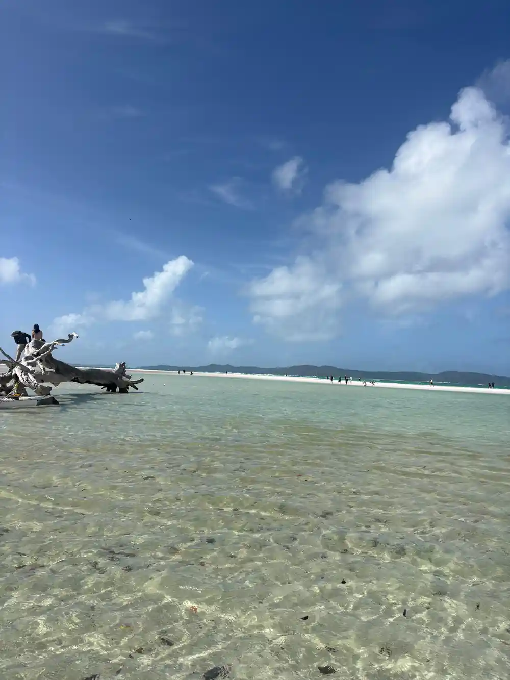 Shallow turquoise water with driftwood and sandy beach