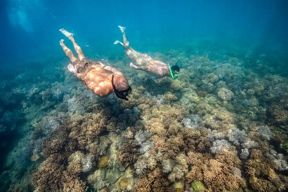 Snorkeler swimming above coral reef underwater