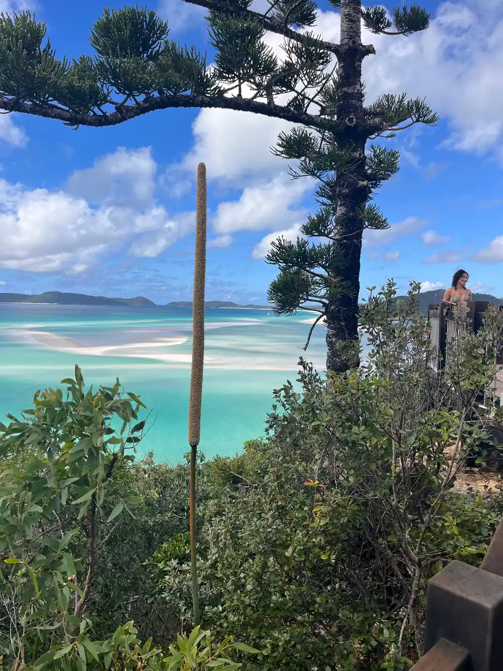 Tropical vista with curved trees overlooking turquoise bay