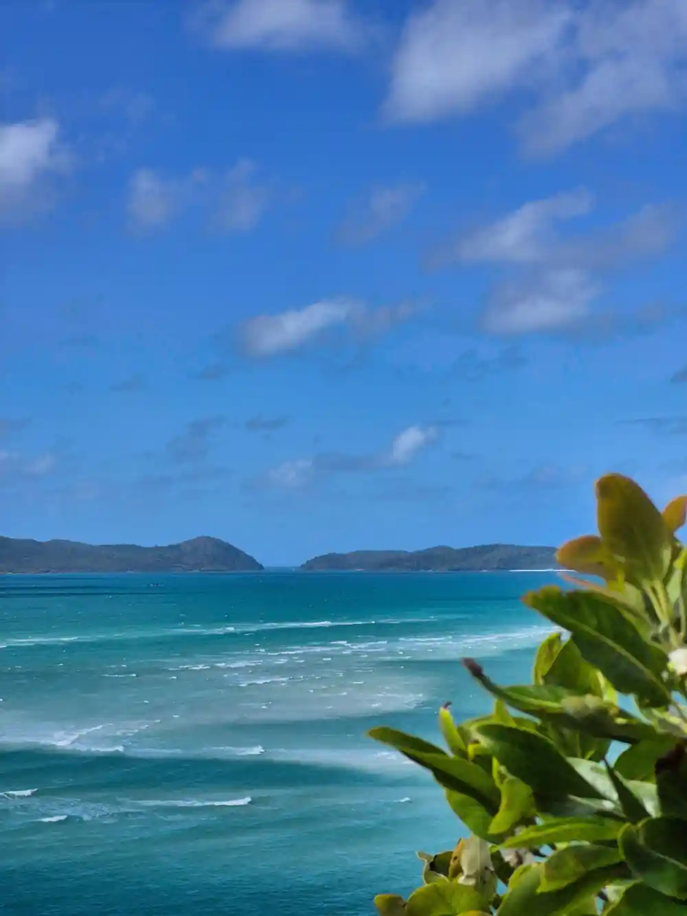 Turquoise sea with forested islands and green plant foreground