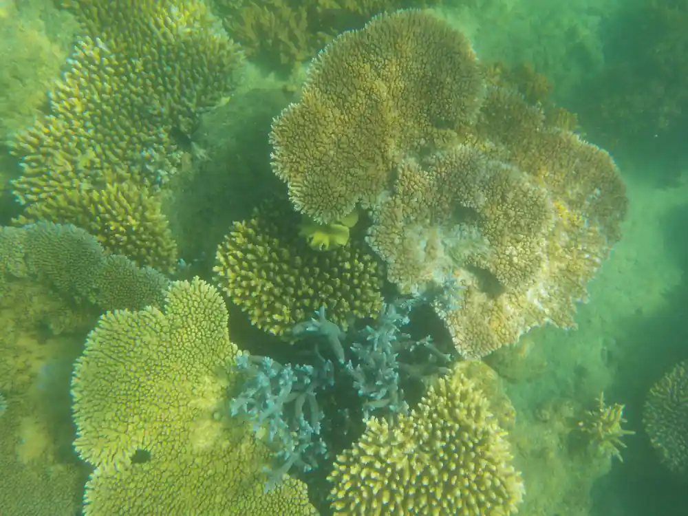Underwater coral formations with yellow branching corals