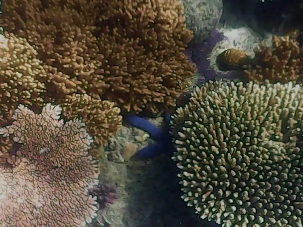 Underwater coral reef with blue fish swimming