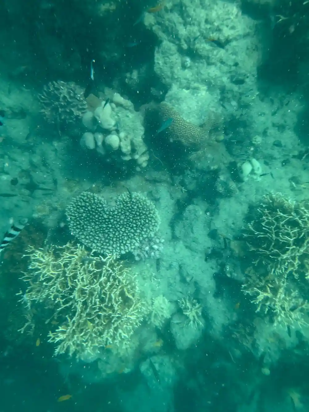 Underwater coral reef with branching coral and fish