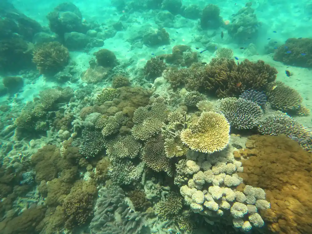 Underwater coral reef with colorful branching corals