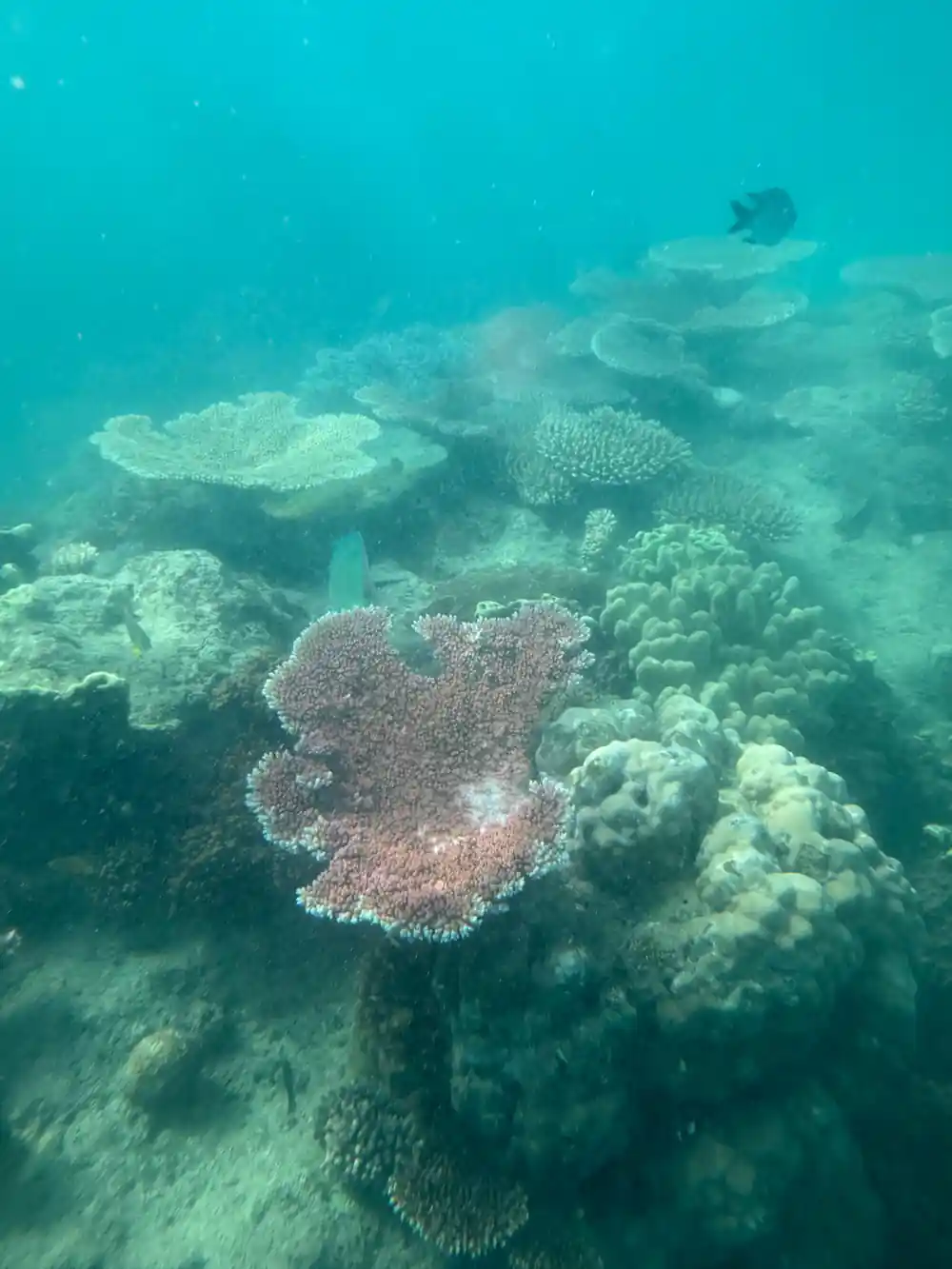 Underwater coral reef with various coral formations