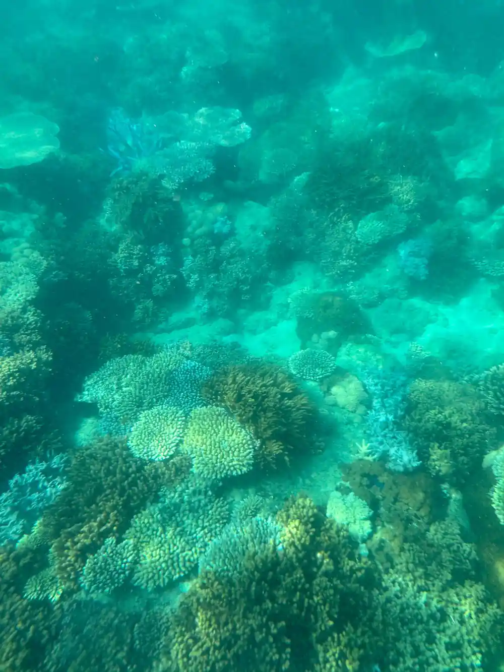 Underwater view of coral reef with turquoise water