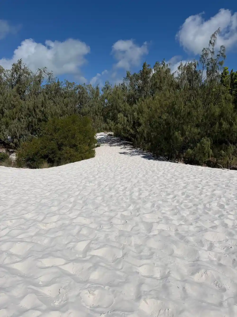 White sand path through dense green vegetation under blue sky